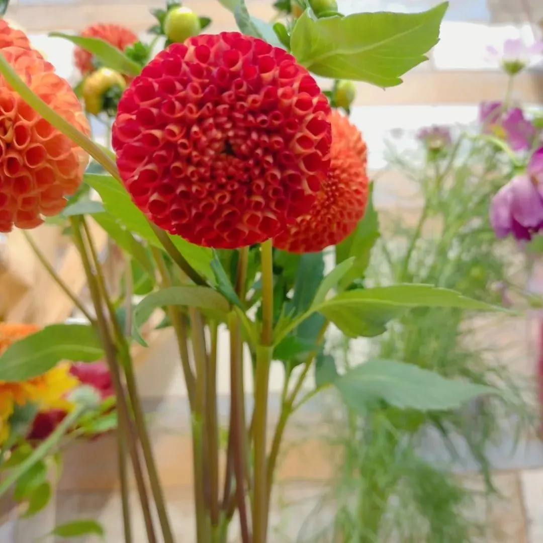 こんにちは、Flower Shop ぶどう...