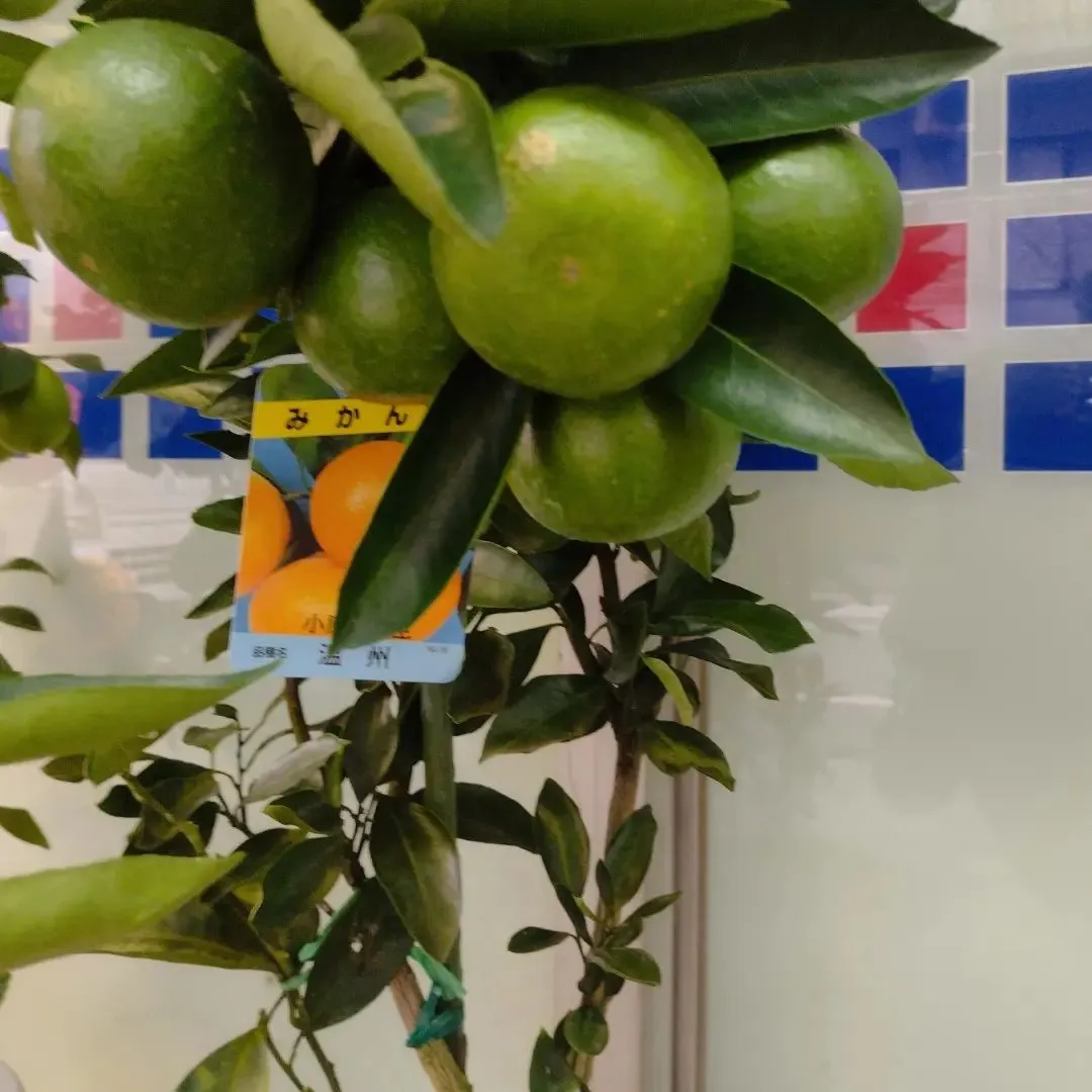 こんにちは、Flower Shop ぶどう...