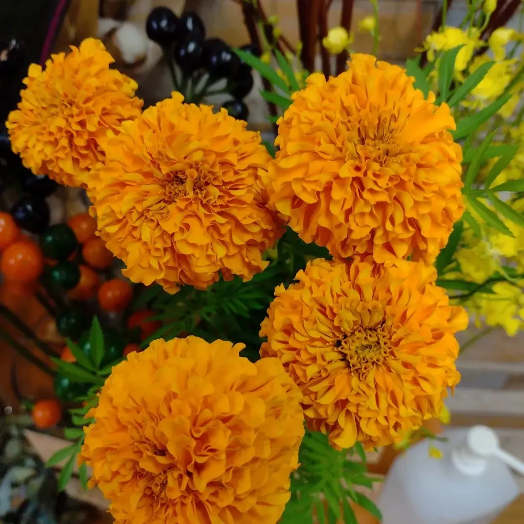 マリーゴールド