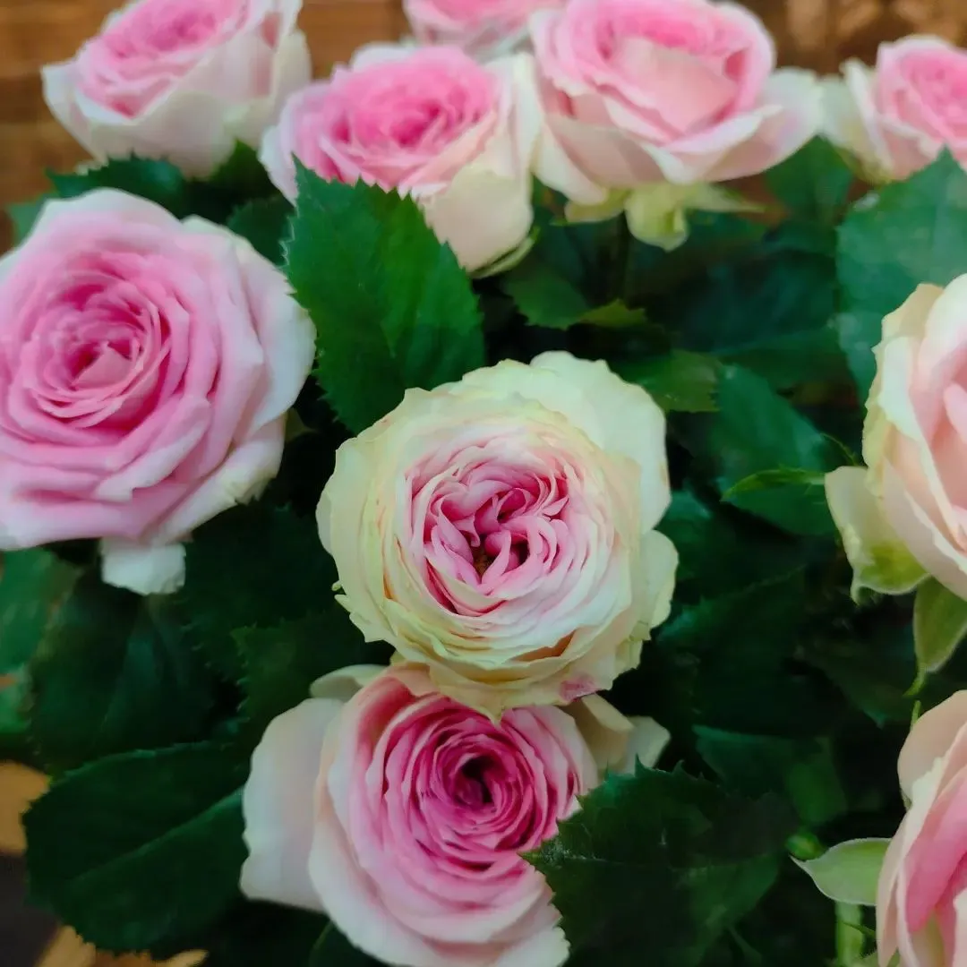 バラ「ジェラート」