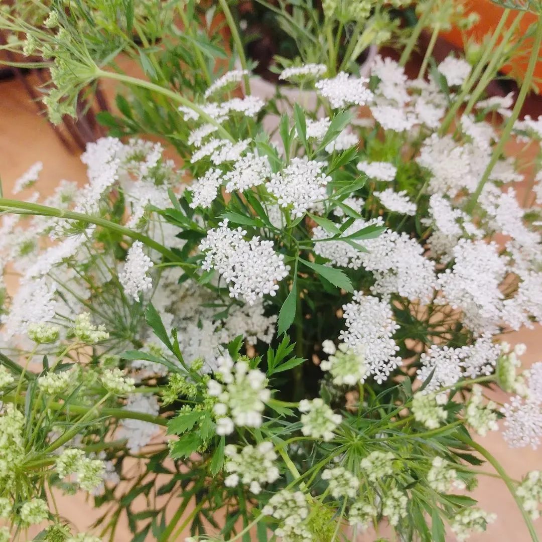 ホワイトレースフラワー