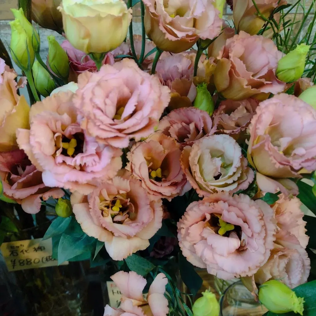 トルコキキョウ