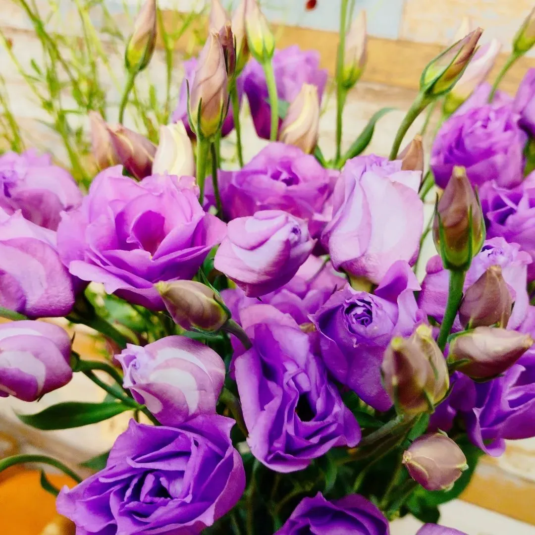 トルコキキョウ