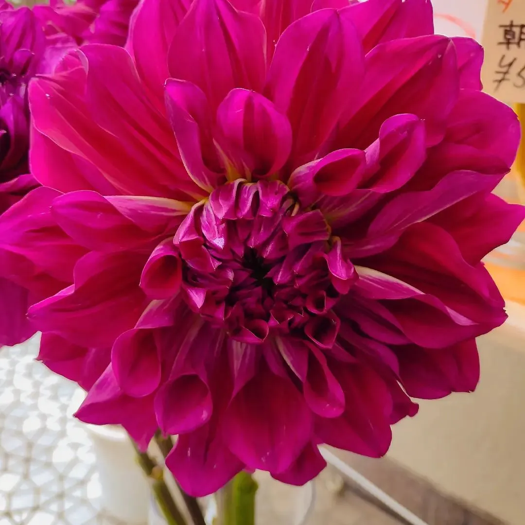 大輪ダリア「白夜の太陽」