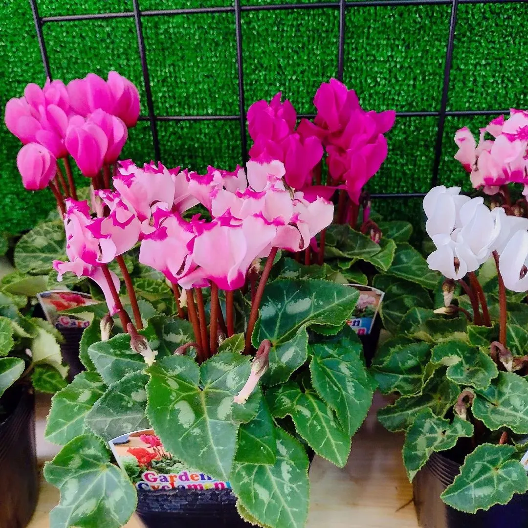 ガーデンシクラメン🌼