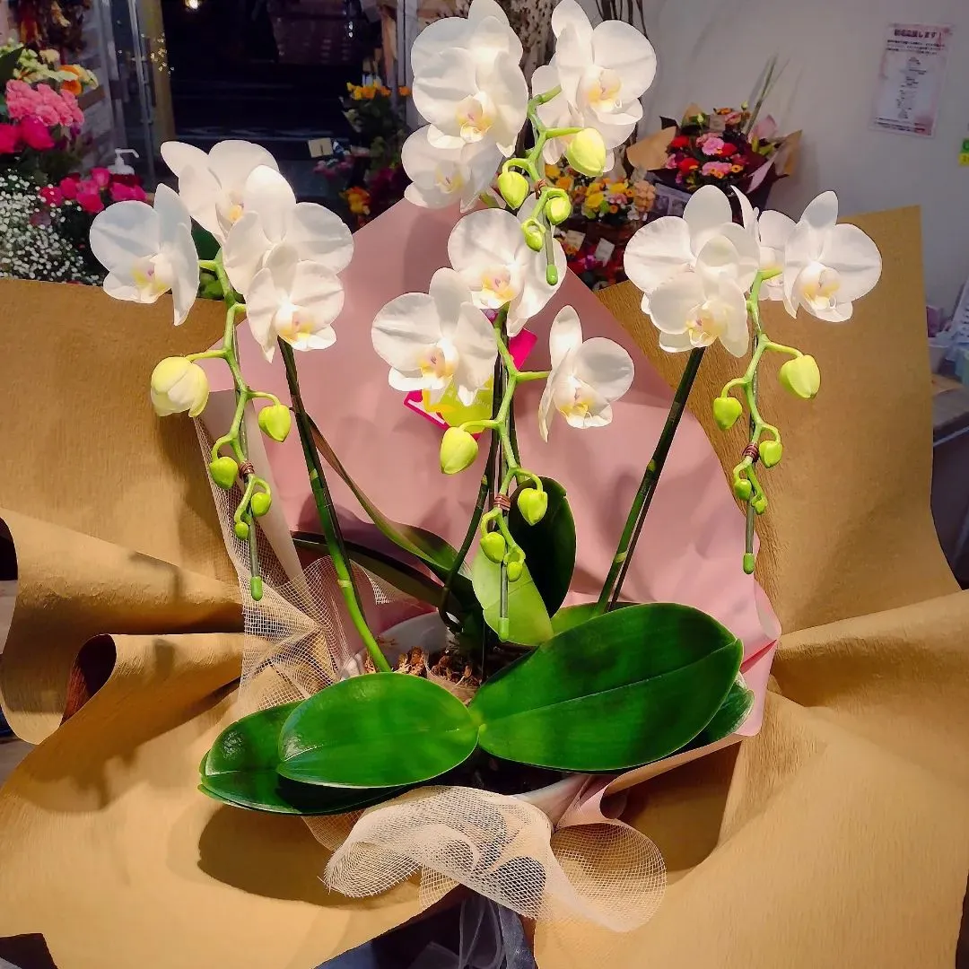 御祝い用胡蝶蘭🌼
