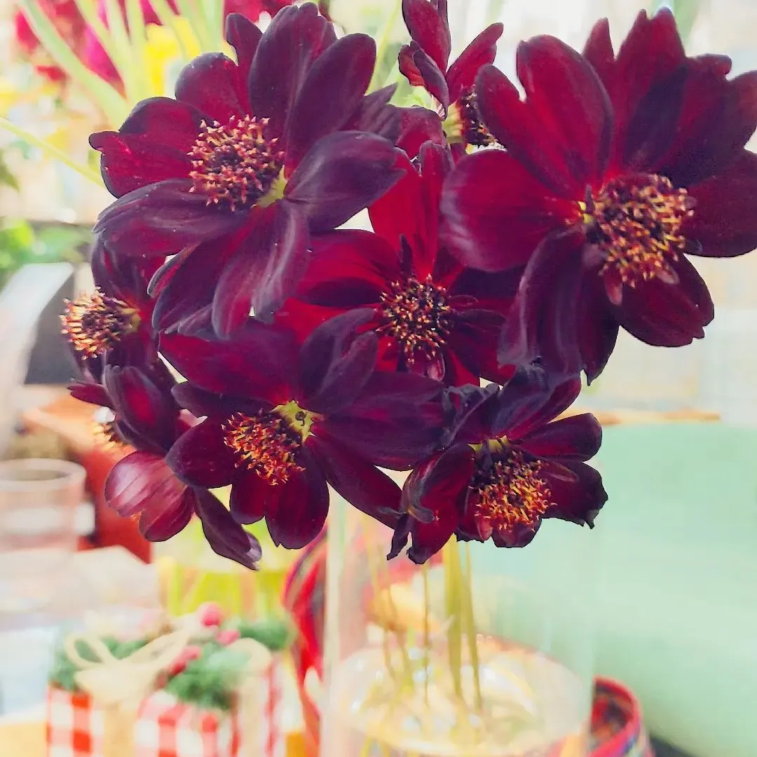 チョコレートコスモス🏵