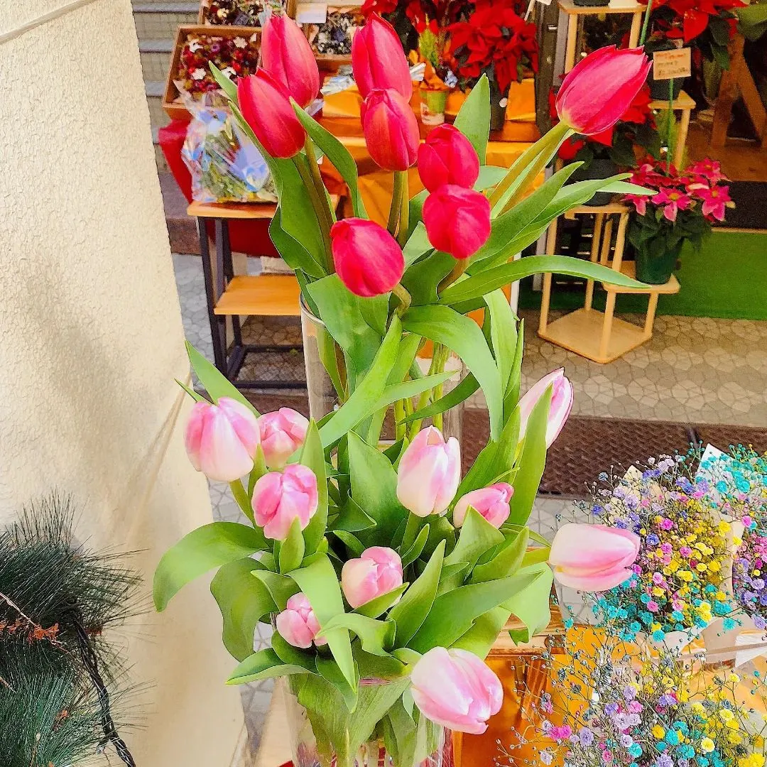 チューリップ🌷