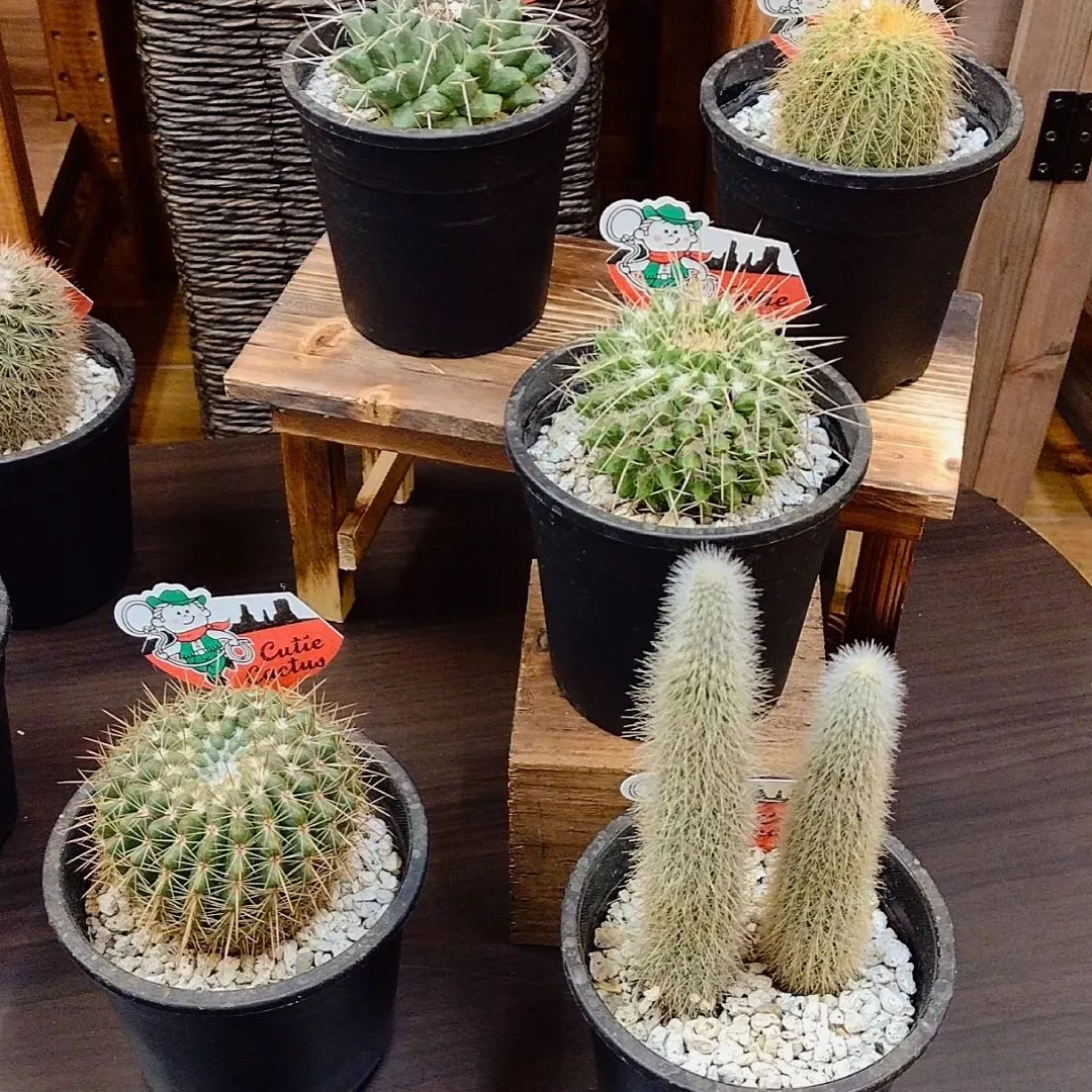 ミニサボテン🌵