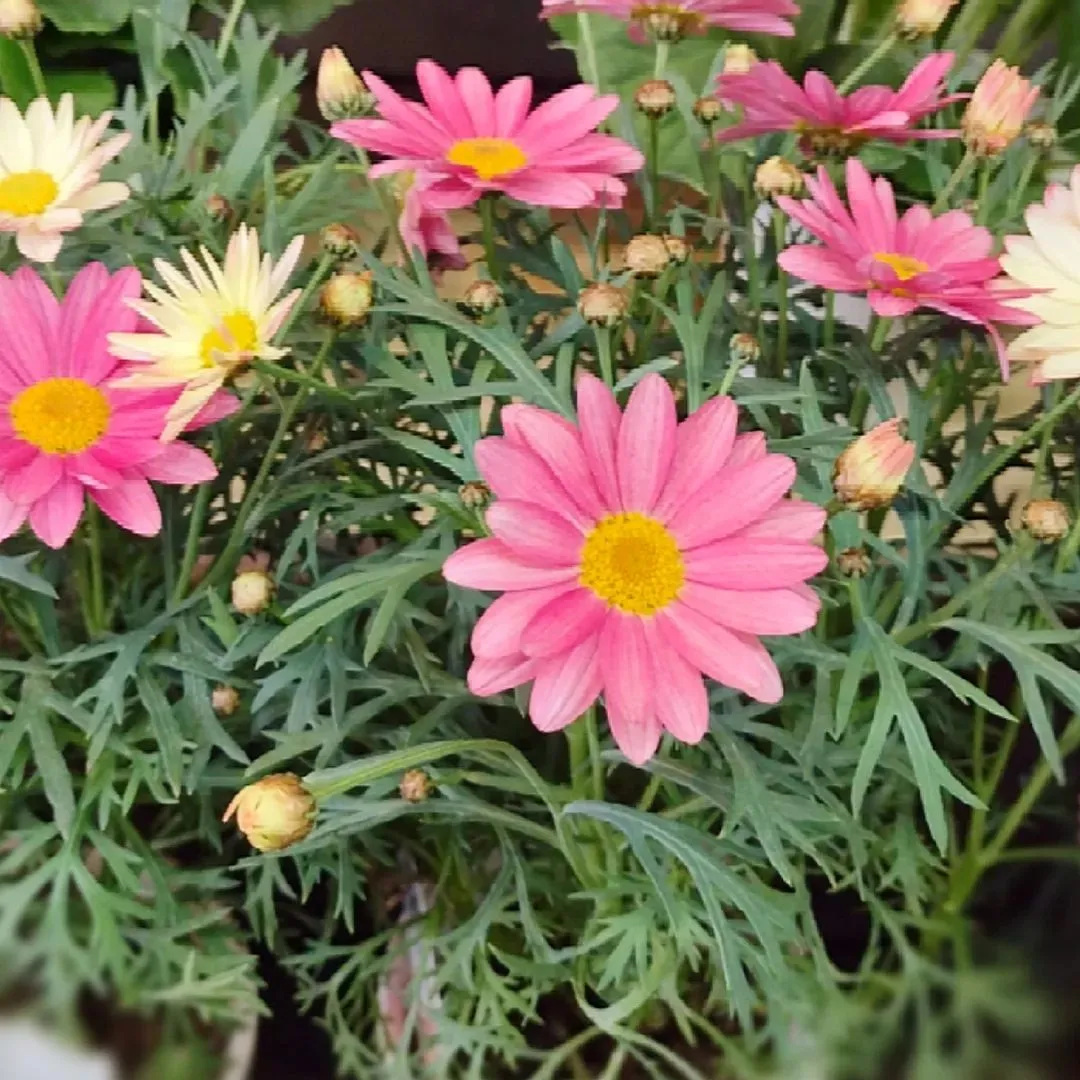 不思議!?色が変わるマーガレット🌼