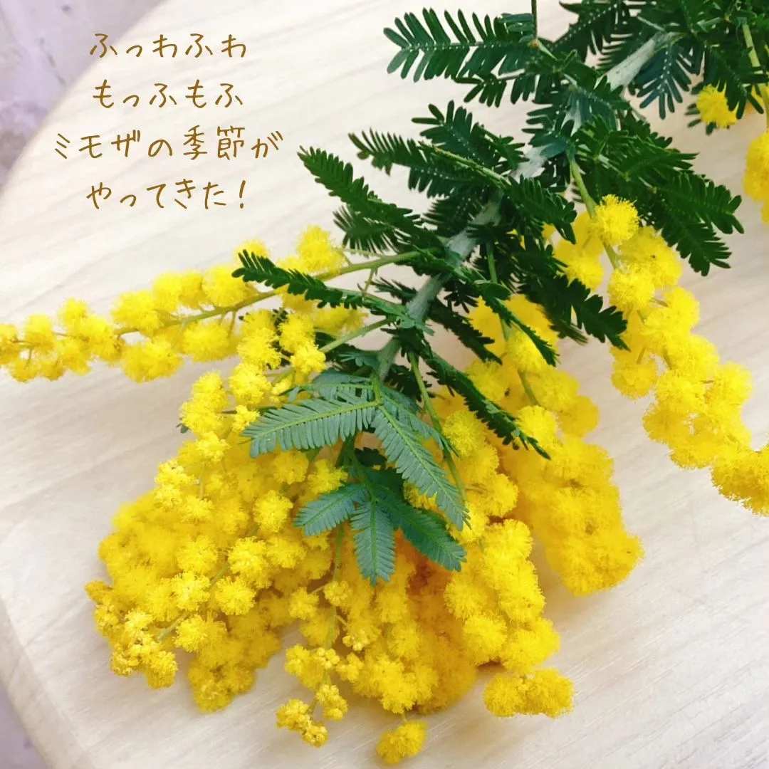 春を告げる天使の輪っか