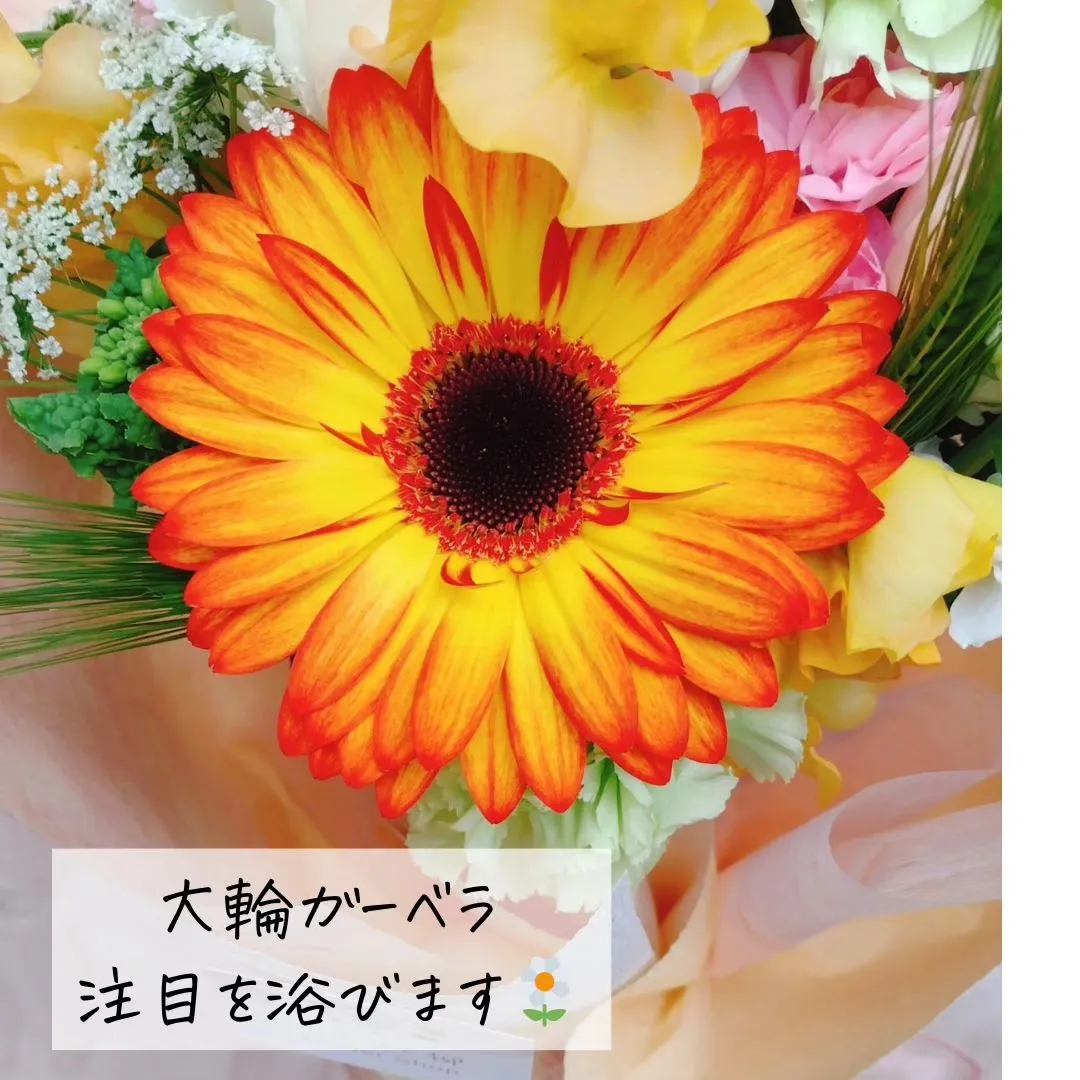 budou_to_yanagi  @BUDOU_TO_YAN...