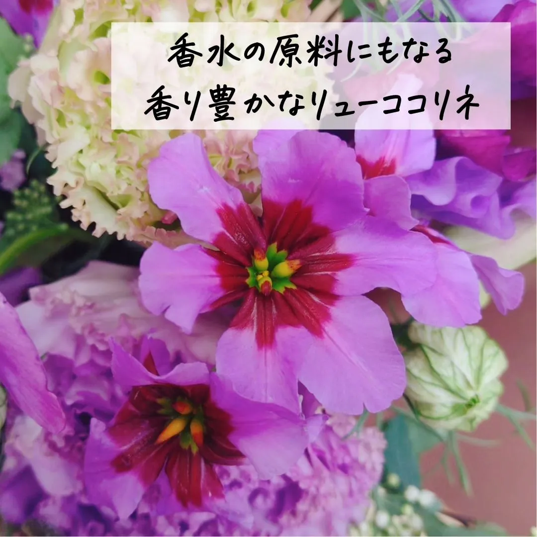 @BUDOU_TO_YANAGI ←  その他の投稿こちら