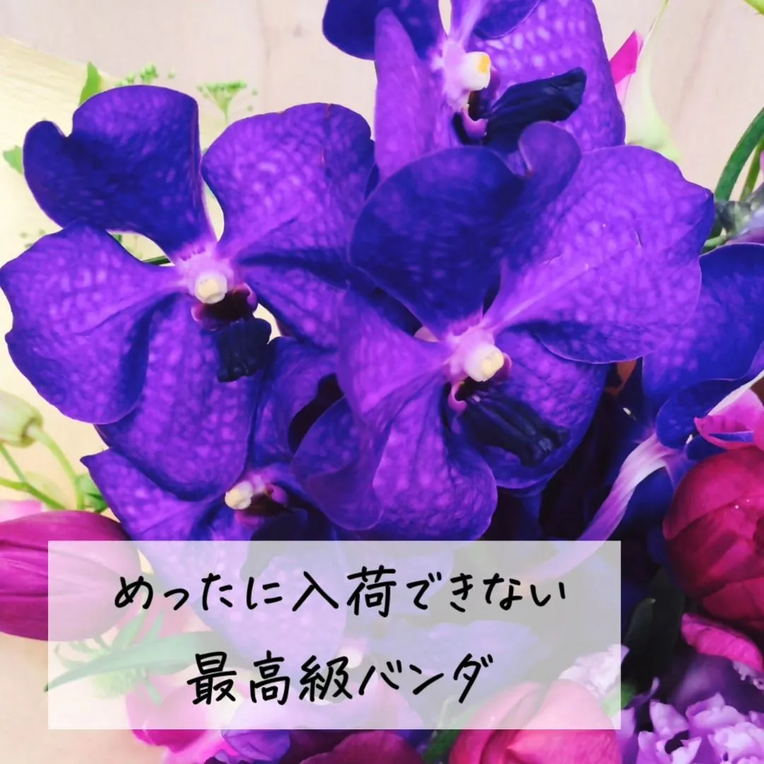 @BUDOU_TO_YANAGI ←  その他の投稿こちら